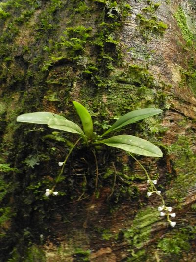 Sirhookera lanceolata, photographed by Divya Mudappa
