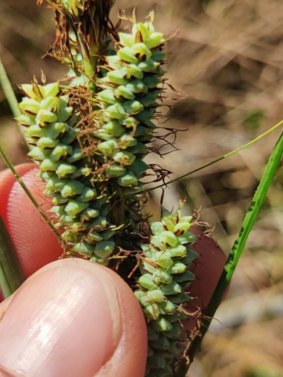 Carex verrucosa, photographed by Scott Allen Davis