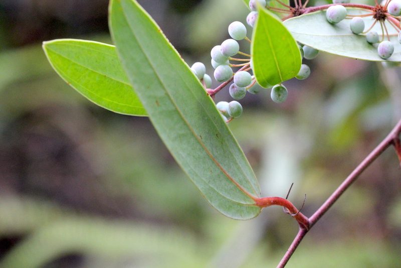 Smilax glabra, photographed by Agnes Trekker