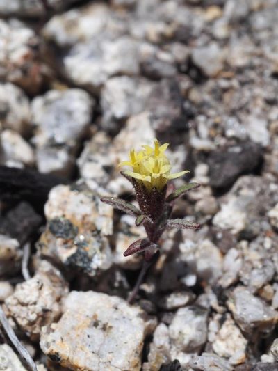 Orochaenactis thysanocarpha, photographed by Nina House