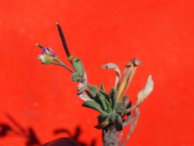 Boechera platysperma, photographed by Nina House