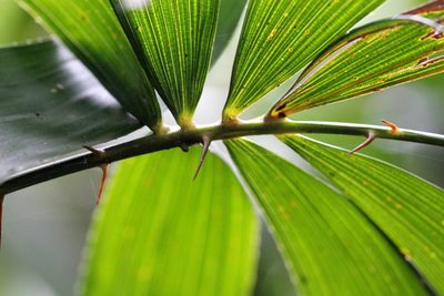 Calamus tetradactylus, photographed by Agnes Trekker
