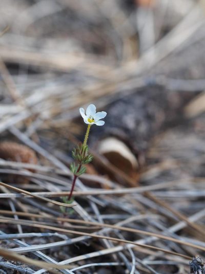 Leptosiphon nudatus, photographed by Nina House