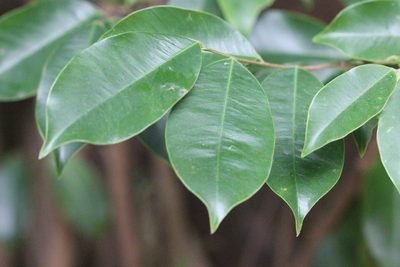Aquilaria sinensis, photographed by Agnes Trekker