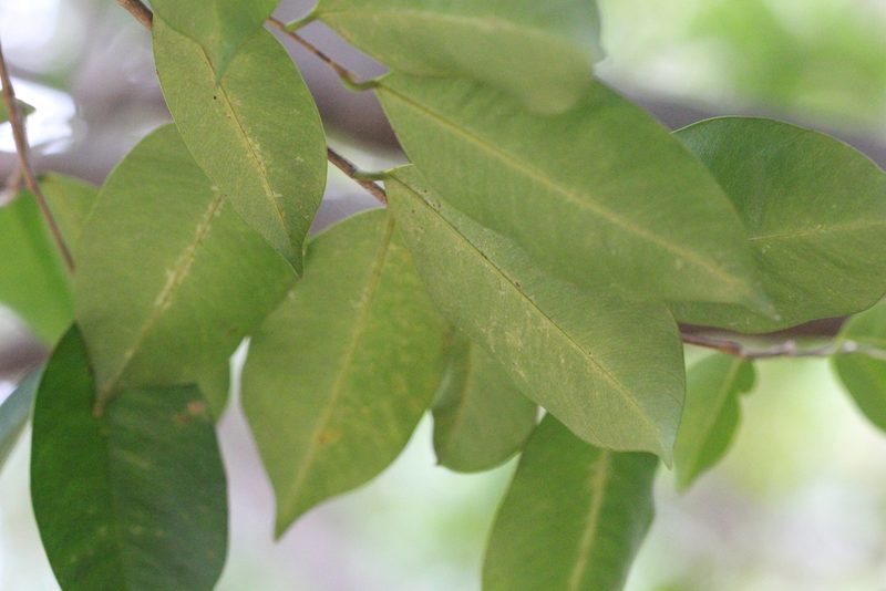 Aquilaria sinensis, photographed by Agnes Trekker