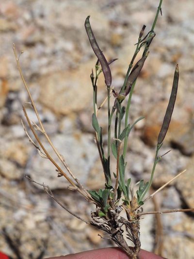 Boechera platysperma, photographed by Nina House