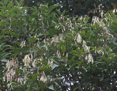 Fraxinus griffithii, photographed by Agnes Trekker