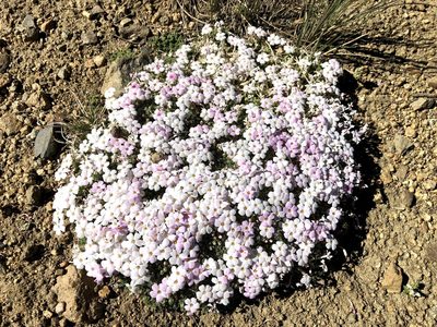 Phlox condensata, photographed by Nina House