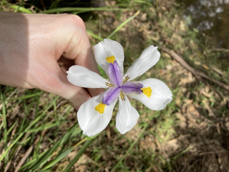 Dietes grandiflora, photographed by Thomas Mesaglio