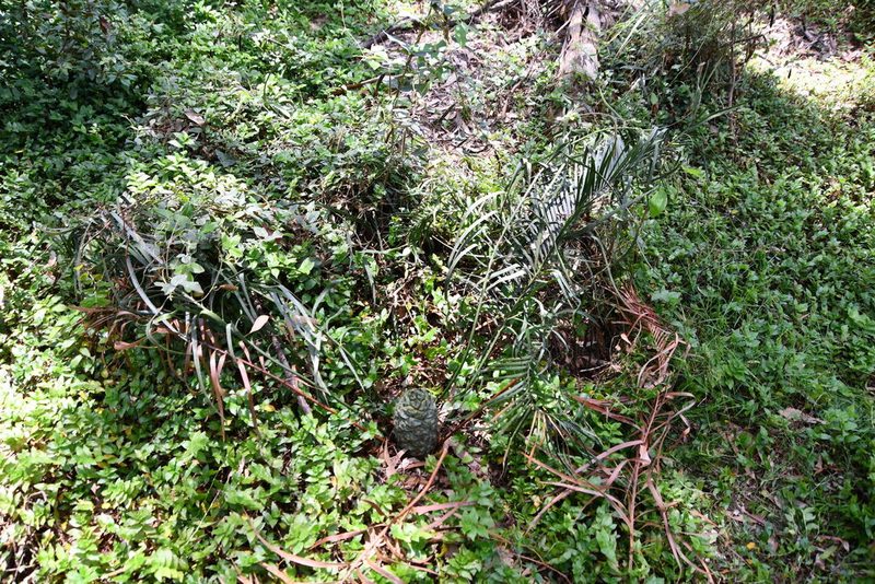 Macrozamia spiralis, photographed by Thomas Mesaglio