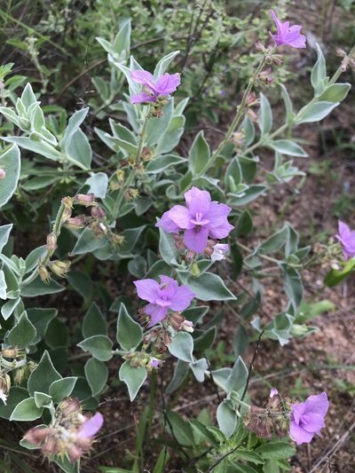 Syncolostemon elliottii, photographed by rosshawkins