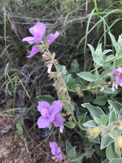 Syncolostemon elliottii, photographed by rosshawkins
