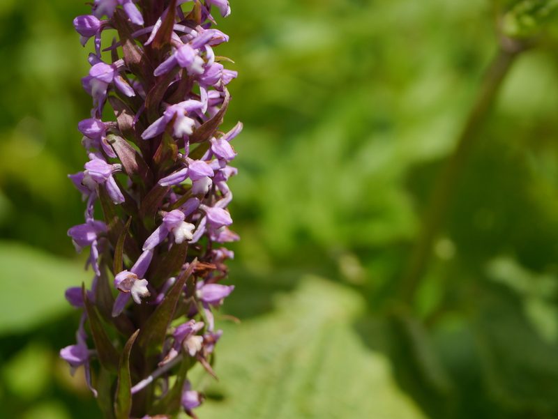 Gymnadenia orchidis, photographed by Dinesh Valke