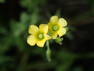 Oxalis thompsoniae, photographed by Thomas Mesaglio