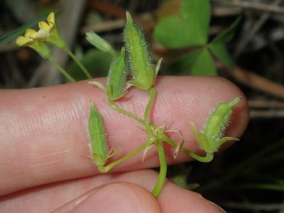 Oxalis thompsoniae, photographed by Thomas Mesaglio