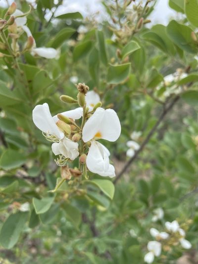 Baphia massaiensis, photographed by Robert Taylor