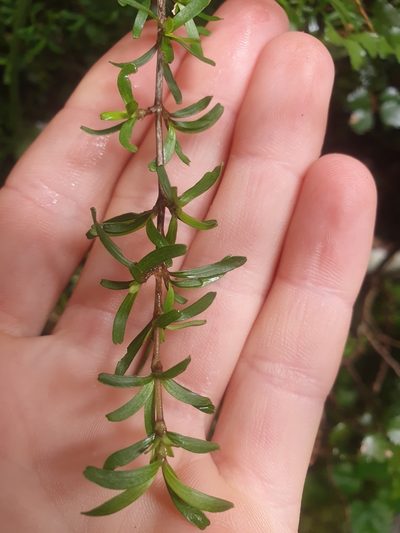 Coprosma cuneata, photographed by Natalie Johnston