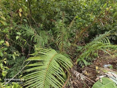 Blechnopsis orientalis, photographed by Ong Jyh Seng