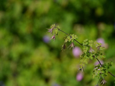 Thalictrum platycarpum, photographed by Dinesh Valke