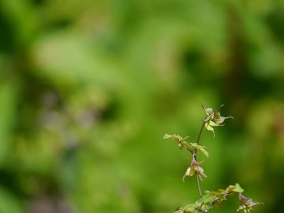 Thalictrum platycarpum, photographed by Dinesh Valke