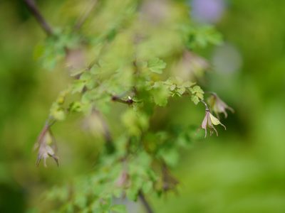 Thalictrum platycarpum, photographed by Dinesh Valke