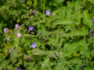 Thalictrum platycarpum, photographed by Dinesh Valke
