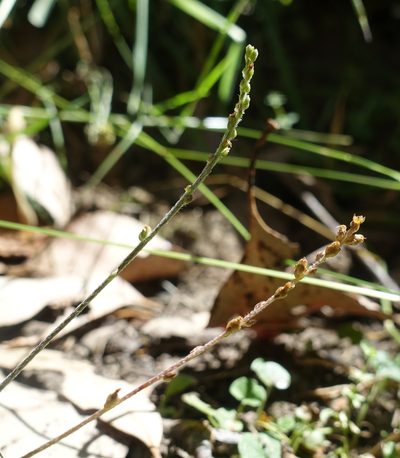 Plantago debilis, photographed by yatesy