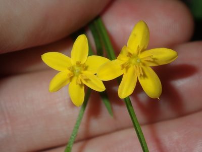 Hypoxis hygrometrica, photographed by Thomas Mesaglio