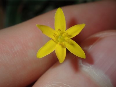 Hypoxis hygrometrica, photographed by Thomas Mesaglio