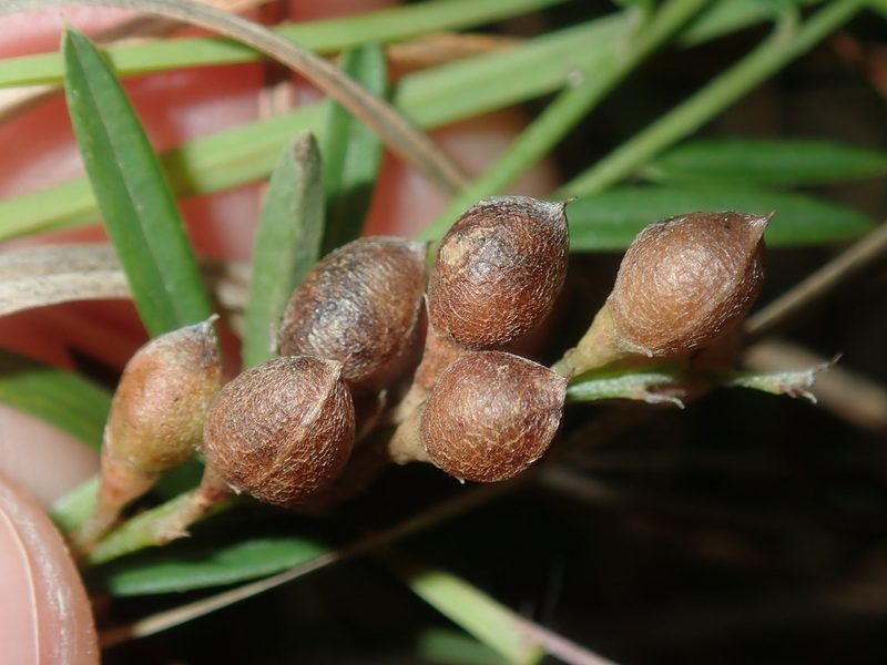Chorizema parviflorum, photographed by Thomas Mesaglio