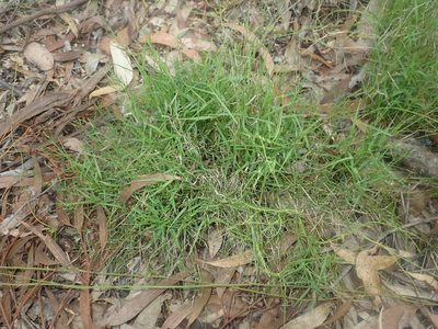 Setaria criniformis, photographed by Thomas Mesaglio