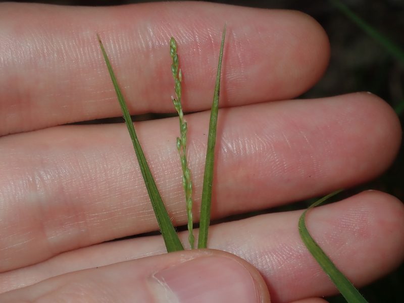 Setaria criniformis, photographed by Thomas Mesaglio