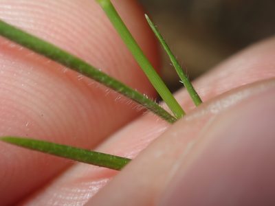 Setaria criniformis, photographed by Thomas Mesaglio
