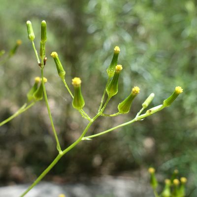 Senecio hispidulus, photographed by yatesy