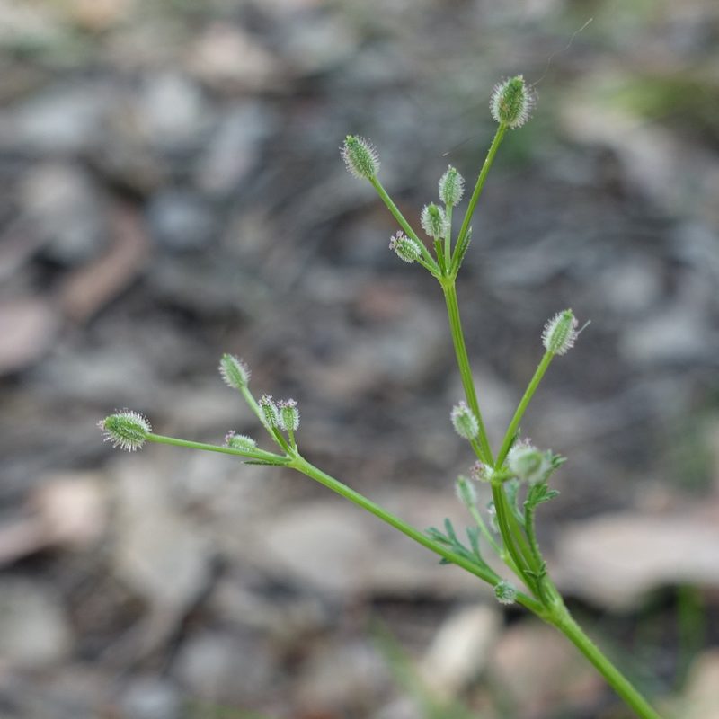 Daucus glochidiatus, photographed by yatesy