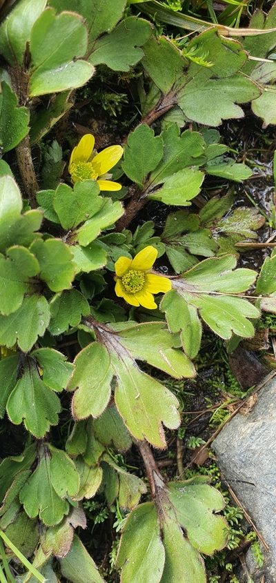 Ranunculus foliosus, photographed by Katie Jenkins