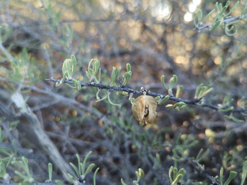 Phaeoptilum spinosum, photographed by Ricus Nel