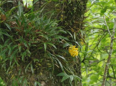 Dendrobium densiflorum, photographed by Thibaud Aronson