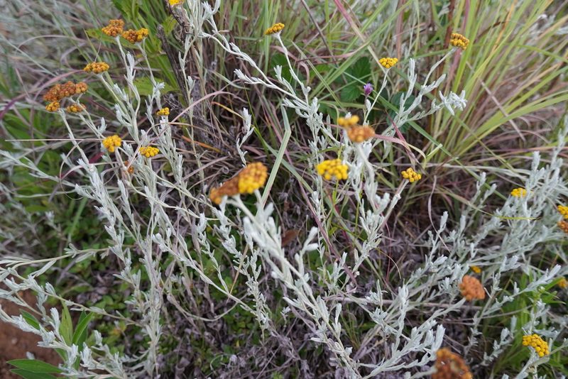 Helichrysum auronitens, photographed by Matthew Fainman