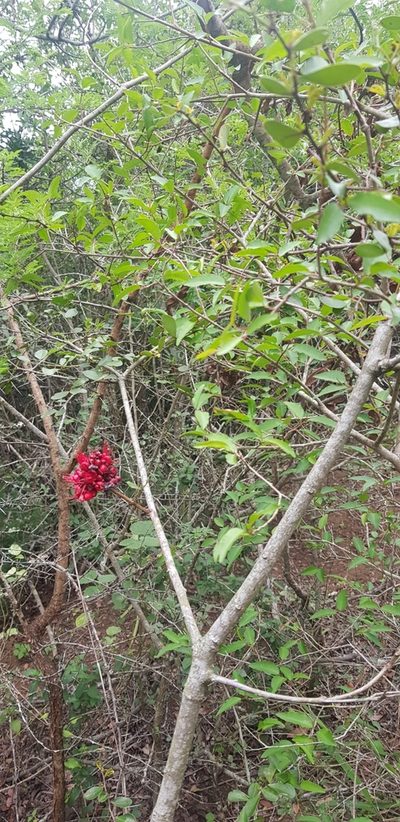 Schotia capitata, photographed by Suvarna Parbhoo Mohan