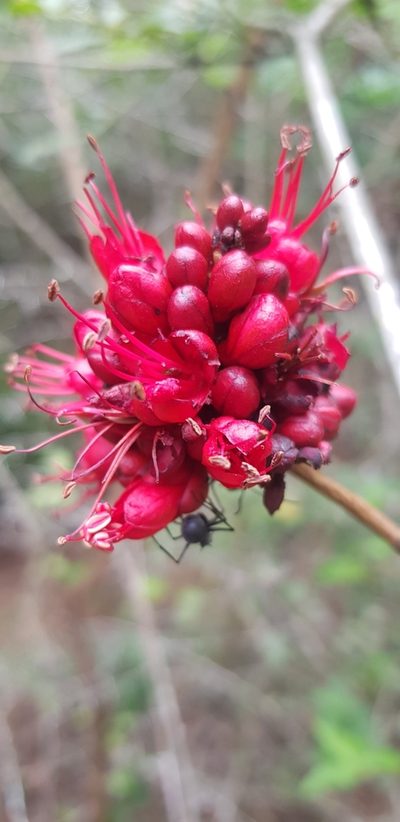 Schotia capitata, photographed by Suvarna Parbhoo Mohan