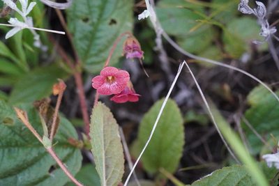 Hermannia depressa, photographed by Matthew Fainman