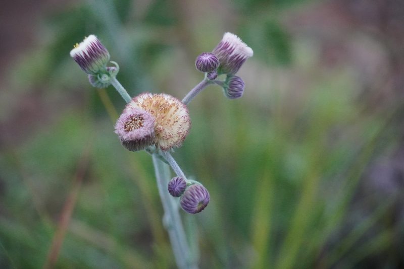 Erigeron primulifolium, photographed by Matthew Fainman