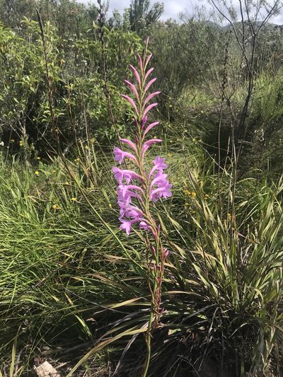 Watsonia knysnana, photographed by David Rosenthal