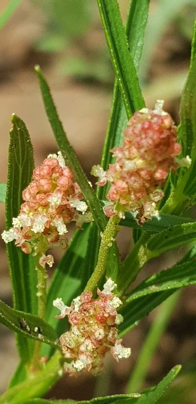 Acalypha depressinervia, photographed by Suvarna Parbhoo Mohan