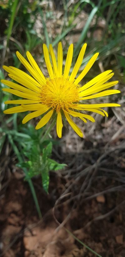 Berkheya zeyheri, photographed by Suvarna Parbhoo Mohan