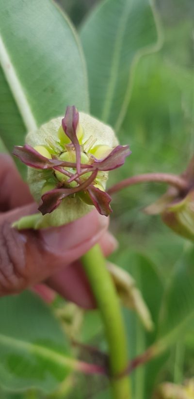 Pachycarpus appendiculatus, photographed by Suvarna Parbhoo Mohan