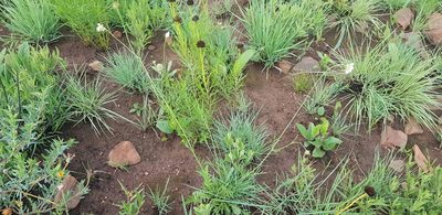 Scabiosa columbaria, photographed by Suvarna Parbhoo Mohan