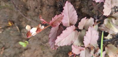 Hermannia depressa, photographed by Suvarna Parbhoo Mohan