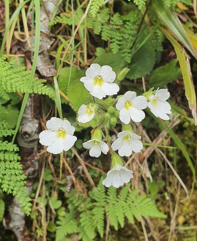 Ourisia crosbyi, photographed by Katie Jenkins